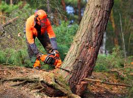 Best Leaf Removal  in Landis, NC